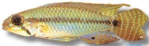 Amazon yellow dwarf cichlid (Apistogramma aff. pertensis yellow) 2–2,5 cm