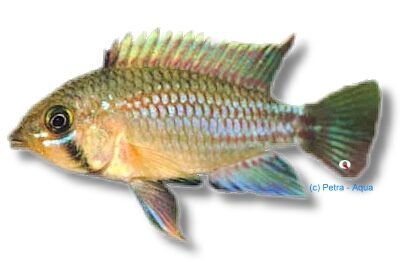 sp. algodon (XL)