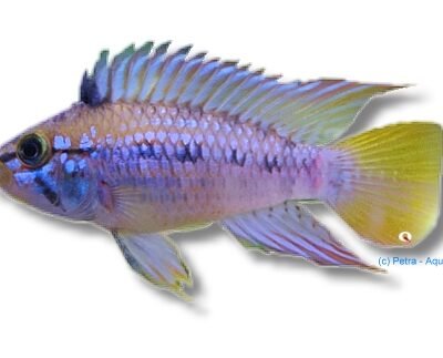 Papagalo Dwarf Cichlid (Apistogramma sp. papagalo) 3–4 cm