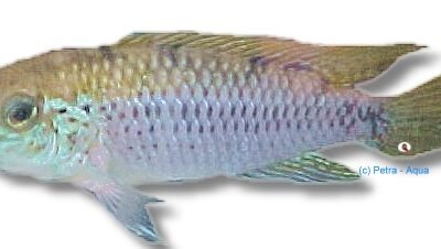 Pantanal Dwarf Cichlid (Apistogramma sp. pantanal) 3–4 cm