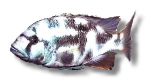 livingstonii (7 - 9 cm)