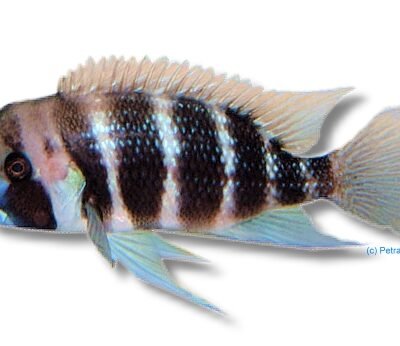 Cyphotilapia frontosa kigoma 4–5 cm