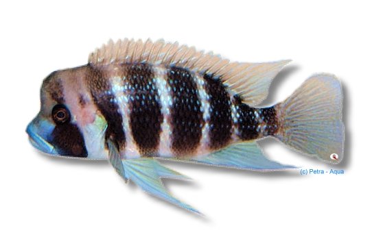 petra-N490 Cyphotilapia frontosa kigoma 4–5 cm