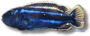 Melanochromis cyaneorhabdos 3–4 cm