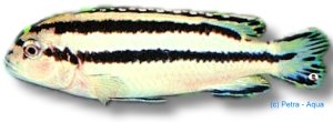 paralellus (4 - 5 cm)