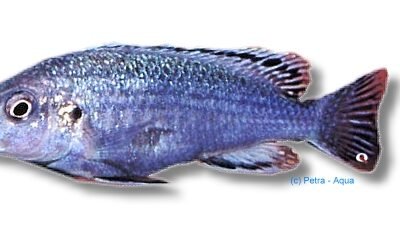 Melanochromis dialeptos 4–5 cm