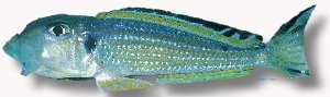 vermivorus (4 - 5 cm)
