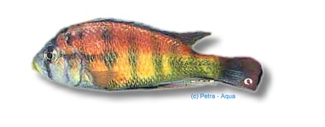 petra-N553 petra-N553