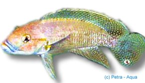 Telmatochromis dhondti orange 4–5 cm