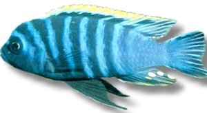 Cynotilapia edwardi XL