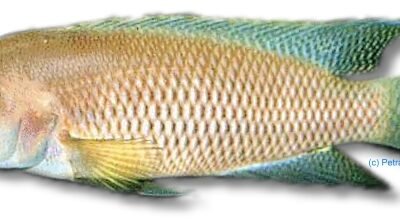 mondabu (5 - 6 cm)