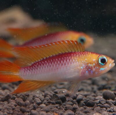 Agassiz dwarf cichlid (Apistogramma agassizi fire red) XL