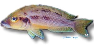 Lamprologus furcifer 4–5 cm