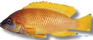 mustax gold (4 - 5,5 cm)
