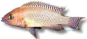 Lamprologus falcicula 3,5–4 cm