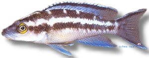 buescheri "katoto" (5 - 6 cm)