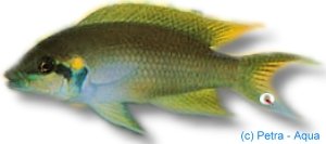 brichardi black (> 6,5 cm)