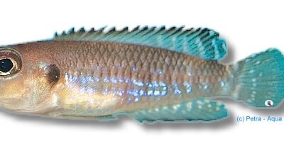 speciosus (3,5 - 4 cm)