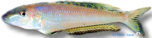 melanogenis (6 - 8 cm)