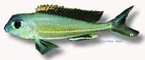 ornatipinis (> 8 cm)