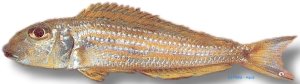 ochrogenys "ndole" (4 - 5 cm)