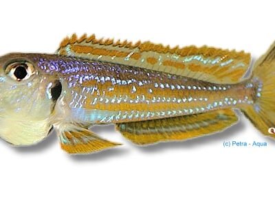 ochrogenys kigoma (6 - 8 cm)