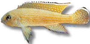 tetracanthus gold (XL)