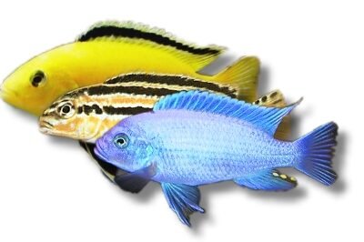 mixed (7 - 9 cm)