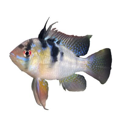 original (3,5 - 4 cm)