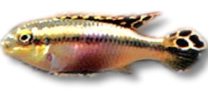 Pelvicachromis sp. yelow 5–7 cm