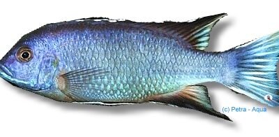 Pseudotropheus acei ngara 4–5 cm