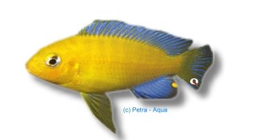 Pseudotropheus barlowi 4–5 cm