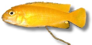 saulosi (XL)
