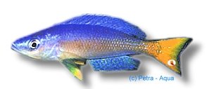 lept. bulu point (4 - 5 cm)