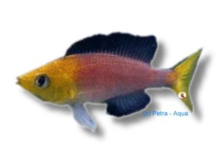 lept. jumbo yellow (4 - 5 cm)
