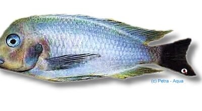 Tropheus anectemus polli 3,5–4,5 cm
