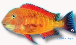 namansi gold (XL)