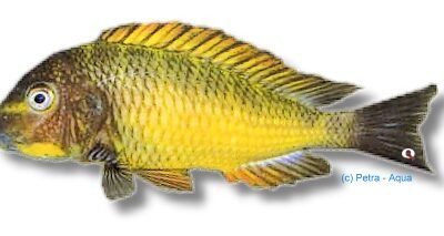 moorii golden kazumba (4 - 5 cm)
