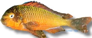 moorii kachese (5 - 7 cm)