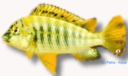 Simochromis babaulti yellow tiger 5–6,5 cm