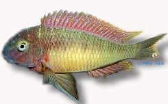 moorii red rainbow (3,5 - 4 cm)