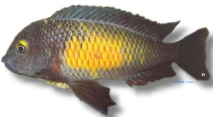 moorii mpulungu (3,5 - 4 cm)