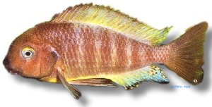 moorii ujiji (3,5 - 4.5cm)