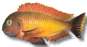 moorii ilangu (> 9 cm)