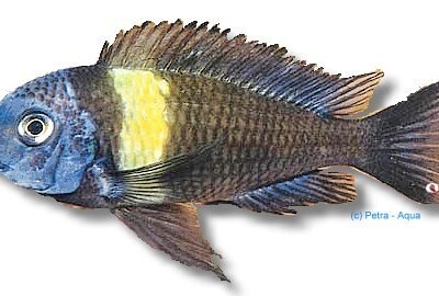 Duboisi, White-Spotted Cichlid (Tropheus duboisi maswa) 5–6 cm