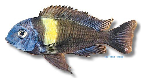 petra-N926 Duboisi, White-Spotted Cichlid (Tropheus duboisi maswa) >8 cm