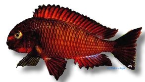 Tropheus moorii chimba 3,5–4.5 cm