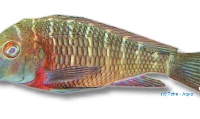 moorii kiku (3,5 - 4 cm)