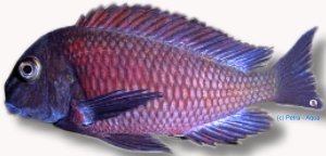 moorii lupota (4 - 5 cm)
