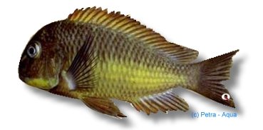 moorii kazumba (4 - 5 cm)